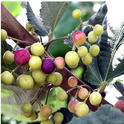 Falsa Plant